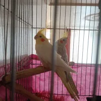 عروس هلندی نرو ماده