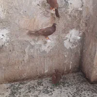 کبوتر|پرنده|کاشمر, |دیوار