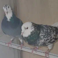 یک بوم کبوتر