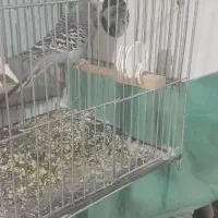 مرغ عشق انگلیسی|پرنده|تربت جام, فاز ۳ فرهنگیان|دیوار