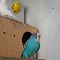 مرغ عشق از 100به تا 700|پرنده|قشم, |دیوار