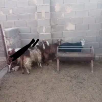 بز بومی|حیوانات مزرعه|میبد, |دیوار