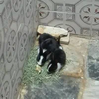 بچه خرگوش