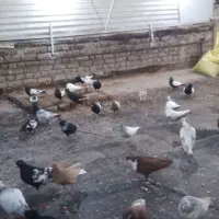 سینه سیاه هوایی..|پرنده|مشهد, امام خمینی|دیوار