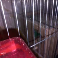 یک جفت طوطی برزیلی|پرنده|کهریزک, |دیوار