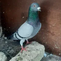 کبوتر مسافتی