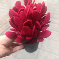 گل کلاسورا مخملی