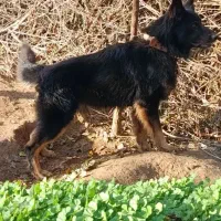 سگ نر و ماده ژرمن اصل