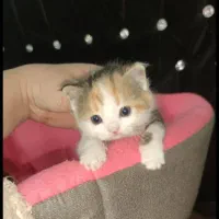 گربه میکس خونگی ماده