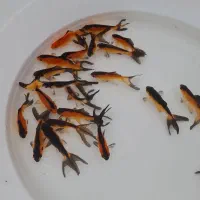 انواع ماهی قرمز گلفیش مستقیم ازمزرعه.ارسال همه جا