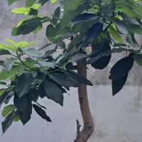 درخت آواکادو گل سیکاس