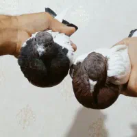 کفتر|پرنده|زرند, |دیوار