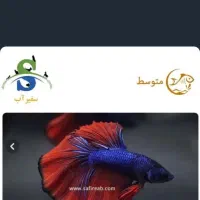 ماهی فایتر نر