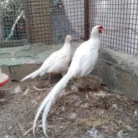 خروس نر هلندی