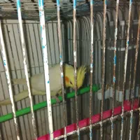 فروش عروس هلندی