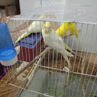 عروس هلندی  ومرغ عشق