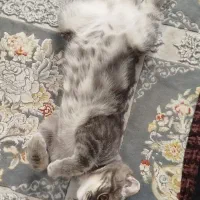 گربه|گربه|بجنورد, |دیوار