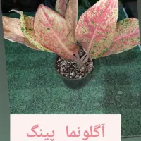 آگلونما بینگ