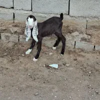 ۱عددبزپاکستانی گوش بلند