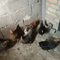 مرغ تخم گذار