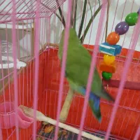 طوطی برزیلی اصیل