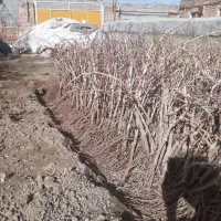 نهال انگور سفید وقرمز