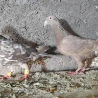 سار، سرورر، بزک، عطیقه|پرنده|مشهد, بهمن|دیوار