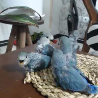 طوطی کوتوله سرلاکی|پرنده|پرند, فاز ۵|دیوار