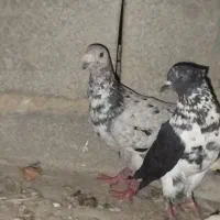 کفتر دونه‌ای 140 همه پای هم