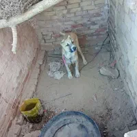 کچ دل فروشی موقعیت سرایان|سگ|سرایان, |دیوار