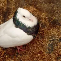 کبوتر طوقی زرین نر