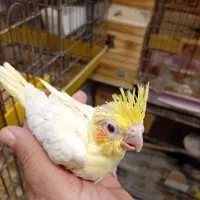 جوجه عروس سرلاکی