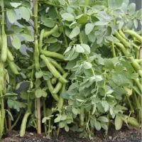 بذر باقلای هفت‌بند سورت‌شده، ضدعفونی‌شده آماده کشت|عمده‌فروشی|نکا, |دیوار