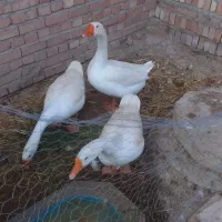 غاز