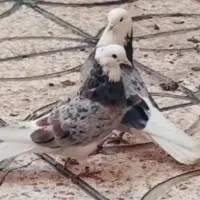 کفتر کبوتر شمرونی شازده هما