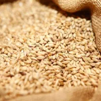 فروش گندم (دامی،آرد نان،بذری و)