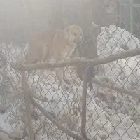 سگ در کلبی بک