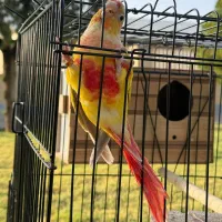 گرینچیک نر پاید و ردچیک ماده|پرنده|کرج, فاز ۳ گوهردشت|دیوار