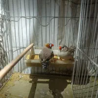 فنچ انگلیسی کینگ درشت