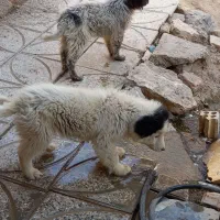 سگ قدرجونی|سگ|برخوار, |دیوار