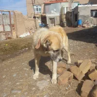 سگ سرابی|سگ|قوچان, |دیوار