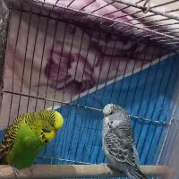 یه جفت مرغ عشق انگیلیسی گرید a