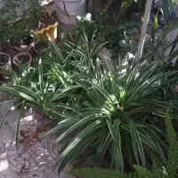 گل گندمی و کاکتوس