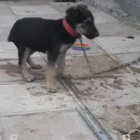 واگذاری توله ژرمن ورک نر|سگ|تهران, استاد معین|دیوار