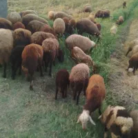 یک گله