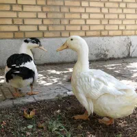 اردک