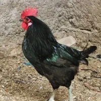 خروس  و مرغ سیاه  عربی