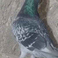 جفت نرماده|پرنده|نیمروز, |دیوار