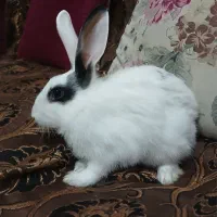 خرگوش نر ۴ ماهه