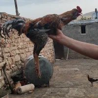 خروس لاری دورگ|حیوانات مزرعه|جوانرود, |دیوار